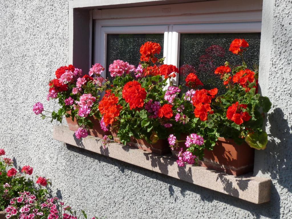Locations Dupertuis Alsace Apartman Le Hohwald Szoba fotó